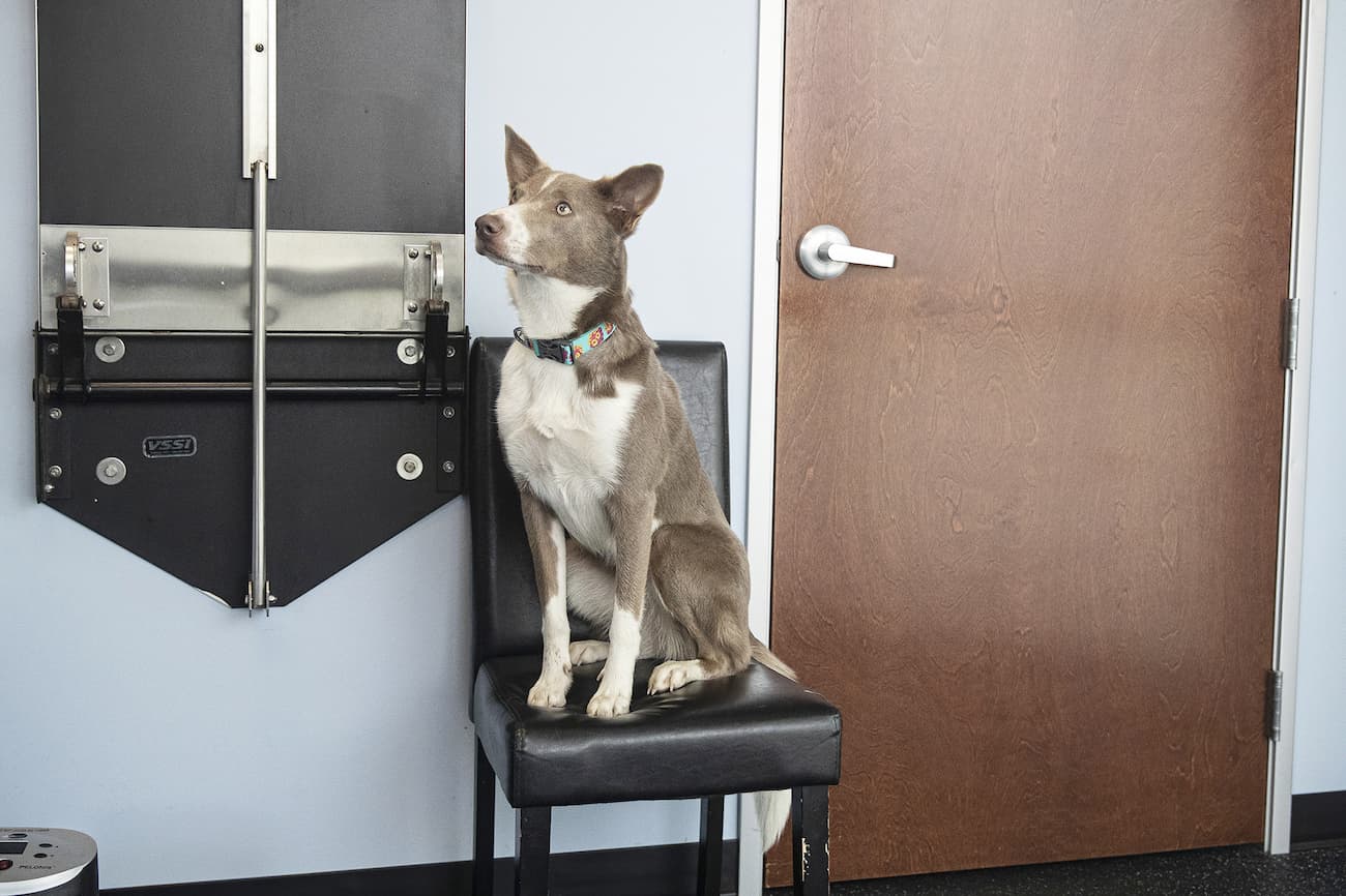 Sunset Hill Veterinary & Rehabilitation Center