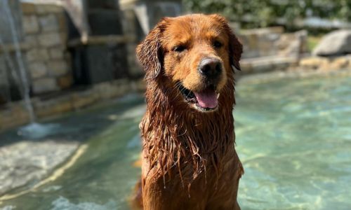 Fetch Me Later - Feature image. A dog swimming outside.