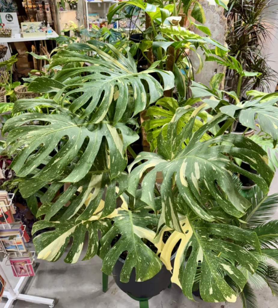 Seattle Plant Daddy